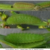 lyc phlaeas larva3 volg